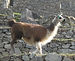 llama, alpaca, vicuña, guanaco